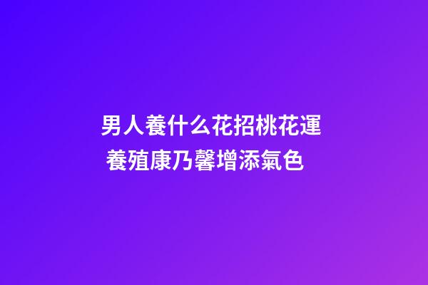 男人養什么花招桃花運  養殖康乃馨增添氣色